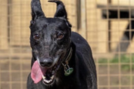 Samia is a big, beautiful five-year-old retired racing greyhound. She’s a happy confident giddy girl who loves other dogs.