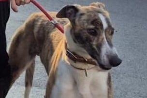 Whiskey is a two-year-old retired racing Greyhound. He gets on well with other dogs but has a strong prey drive, so he can’t be rehomed with cats or small furry animals. He walks nicely on the lead and is comfortable wearing a muzzle.