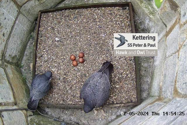 The Hawk and Owl Trust live streaming camera: Kettering