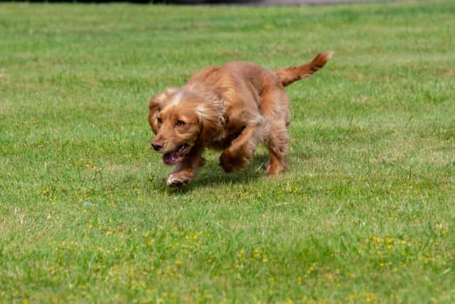 PD Rosie has been called on by the force more than 40 times since November 2022.