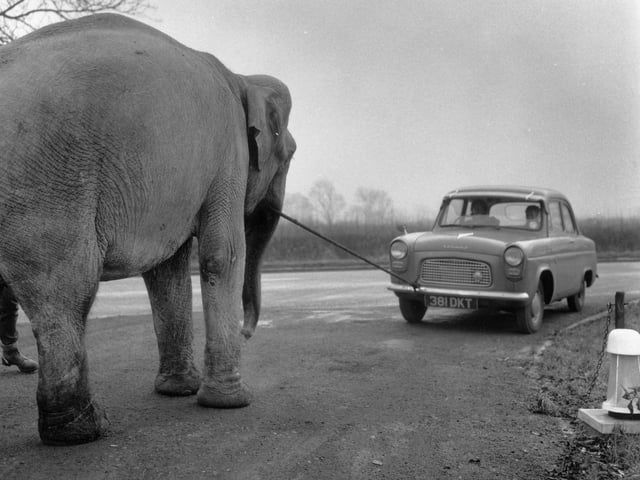 December 1963:  Baby, an Indian elephant, acts as a novel towtruck for broken-down vehicles at the East Midlands Service Station in Warmington, Northamptonshire.  (Photo by BIPS/Getty Images)