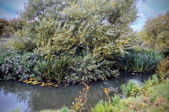 River Ise ready for 2000 racing rubber ducks