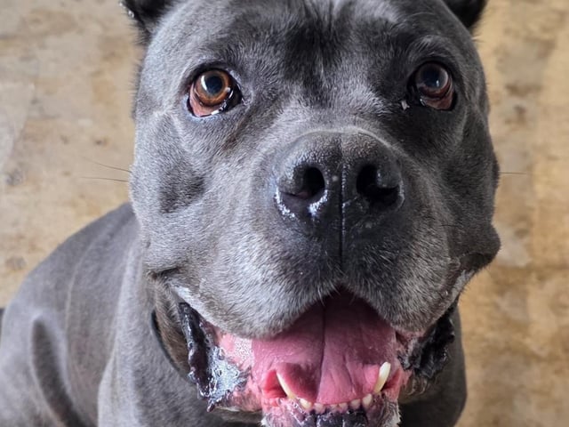 Duke is a seven-year-old Cane Corso. He is super friendly and loves playtime, especially playing ball. He also enjoys lounging in the sun and walks on the lead like a dream. Due to his size, we would recommend a home with older, sensible children for this boy. Duke is people-friendly and tends to ignore other dogs, as long as they ignore him.