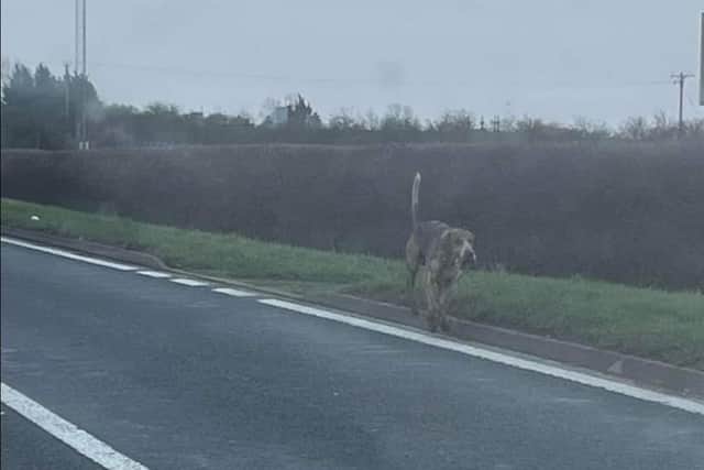 A dog seen on the road yesterday (submitted picture)