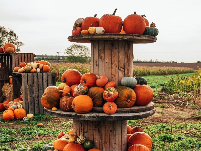 The farm in Bugbrooke Road, Kislingbury will open its pumpkin patch on Saturday September 27, and will then be open every weekend in October, plus all the days of October half term, from Monday October 27. The farm boasts more than 20 varieties, a spooky trail, a bale mountain and slide, pedal tractors, a mobile cafe and more. Tickets are on sale on the farm's website.