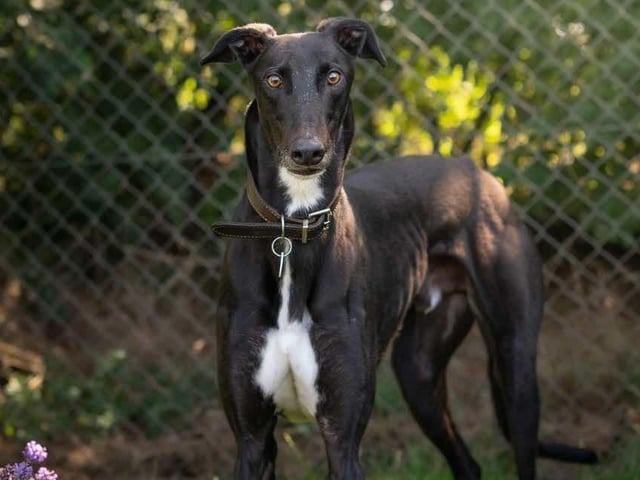 RJ is full of personality—playful and lively, with a tendency to get a bit overexcited. There’s no aggression to it; he’s just a big, clumsy dog who’d do well with older kids who can handle his energy. He loves his sleep and can often be found napping in funny positions, which seem to work for him. RJ is very affectionate, enjoys meeting people, and walks nicely on a lead. He generally gets along well with other dogs but needs some supervision around food. RJ will make a great companion for a family who can appreciate his quirks.