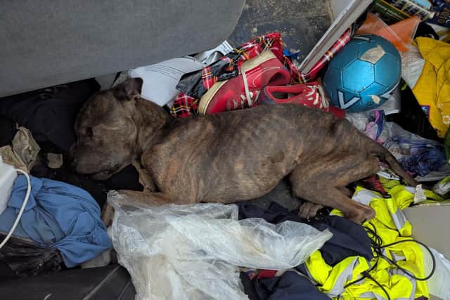The emaciated body of Kilo was found by an RSPCA investigator in Irthlingborough/RSPCA