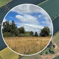 New Kettering woodland will see horse paddock transformed with planting of 3,100 trees