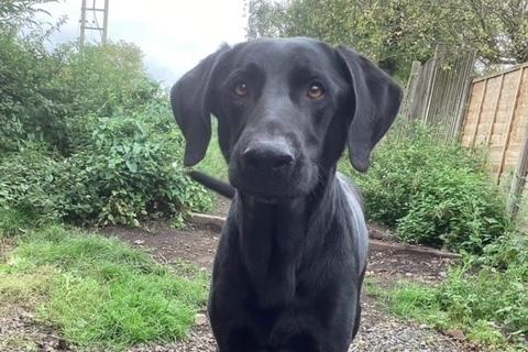 Nelson is a huge bundle of love! This affectionate, playful five-year-old Labrador-cross came to us because his owner sadly passed away. He loves to go on long walks and play ball, but would be benefit from some training classes.