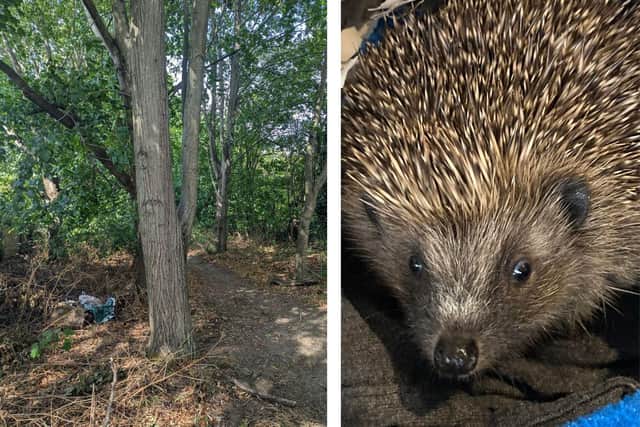 The bodies of three hedgehogs were found on a path off Coldermeadow Avenue /file picture of a hedgehog/National World