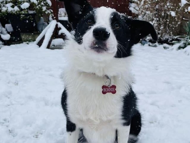 Beautiful Bonnie the Collie
