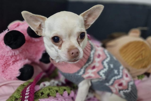 Mollie is a beautiful, tiny, four year old chihuahua. Mollie is ok with older sensible children & other dogs but not socialised with cats. A quiet home is essential for this sensitive girl.
