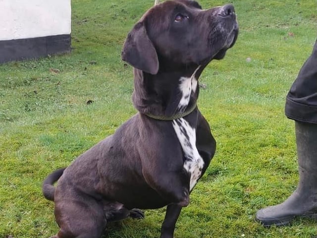 Annie said: "Henry is a large active tripaw lab cross. Heās a lovely, clever lad who knows basic commands and is very food motivated. Only having three legs does not impede him in the slightest. An active home is essential."