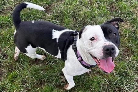 Lolly is a two year old Staffordshire Bull Terrier lady. She has recently arrived and is currently under assessment.