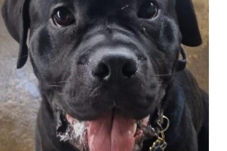 Edward is a handsome one-year-old Boxer X who joined us from the pound. He is full of energy so will need an active home with a patient family willing to commit to ongoing training. He should be fine to live with children over the age of 16 years. We are not yet sure how he feels about other animals.