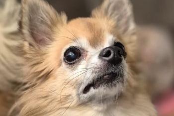 Cedric is a 10-year-old long-haired Chihuahua who had been a wonderfully loving and loyal companion to his caregiver. Sadly, due to their declining health, Cedric’s world became quite small. Though it was a happy one, his limited experiences left him under-socialized and naturally a little anxious around new and unfamiliar situations. The heartbreaking decision was made for Cedric to return to our care, giving him another chance at a fulfilled life. Initially shy, Cedric will clearly communicate when he feels uncomfortable. However, by respecting his boundaries, he quickly blossoms into a spirited little "pocket rocket" of love and fun. His playful, cheeky, yet sometimes demanding nature is so endearing that you can’t help but smile and fall in love with him. Despite his tiny size, Cedric’s personality is larger than life. He isn’t asking for much—just a pet-free, understanding home with people who will advocate for him when he struggles. He would thrive in a quiet, calm environment without chaotic comings and goings or frequent visitors, which he finds stressful.