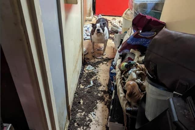 Magistrates were shown images taken when a warrant was executed at Howard's home. A dog was found in a kitchen which was covered in faeces.