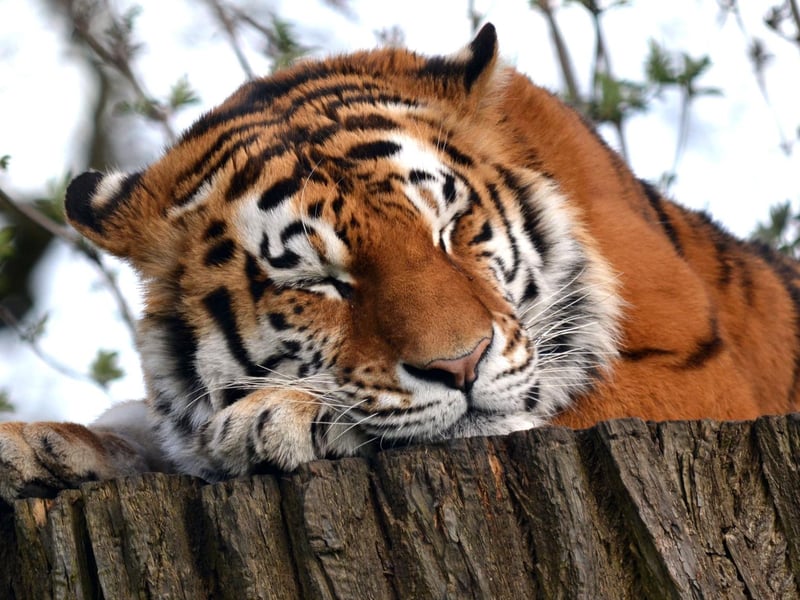 Not in Northamptonshire, but not too far away - Woburn Safari Park is hosting character days on the bank holidays. On Good Friday Peppa Pig will be at the zoo. And then Peter Rabbit will make an appearance on Easter Monday. Search Woburn Safari Park to find out more.