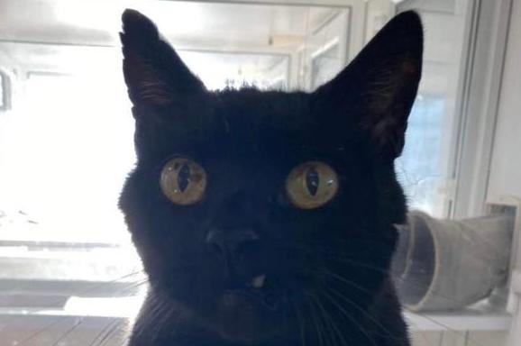 A large very handsome super affectionate domestic shorthair 11-year-old chap. He has been much loved and very well cared for but sadly came in for homing due to his elderly owner's failing health. Spirit would prefer a quiet home he is not used to a busy one, away from busy roads where he can have a little wander safely.
He has lived with another cat before, but he did bully it. He is a cat nip addict, who loves a fuss and will snuggle up with you.
He is neutered, fully vaccinated, chipped and parasite treated he leaves us with four weeks free insurance and rescue back up for life.