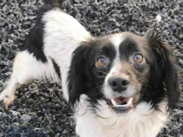 Goose is a super-friendly 18-month-old Spaniel. He knows a few commands and is eager to learn more. He needs an active family who will include him in their adventures and continue his training. Goose can be reactive to other dogs and will chase cats, so a pet-free home is required.