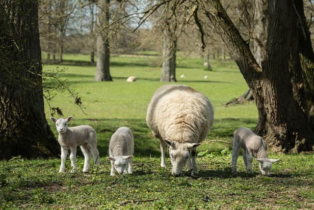 Lambs at Boughton House