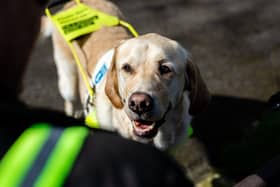 A guide dog looking at their owner