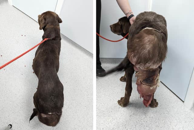 Warning - graphic images: Dexter and the tumour on his tail