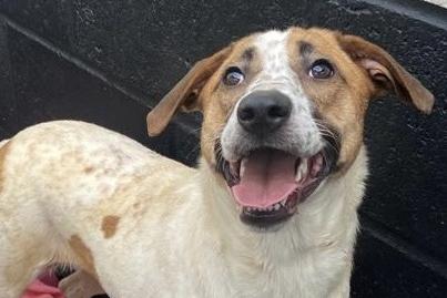 Coco is a one-year-old crossbreed who was rescued from the streets of Mauritius. She is a very brave girl but needs a secure home with a resident calm dog to help her learn and grow in confidence.