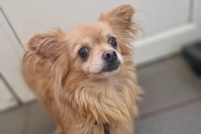 Princess, a chihuahua mix, is looking for a new home
