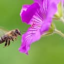 Over 90 per cent of bees are not social