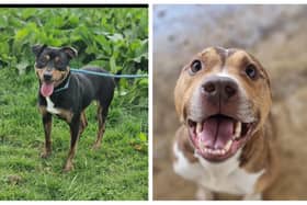 Six dogs that are looking for a forever home in Northamptonshire this week.