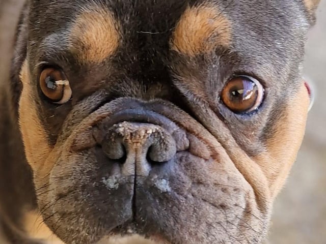 Hugo is a four-year-old Frenchie lad who needs a breed experienced home with no children. Hugo is fearful upon first meeting people but will be your next friend given a chance to earn his trust.