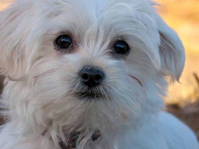 Maltese have been known to go for around £1,050.