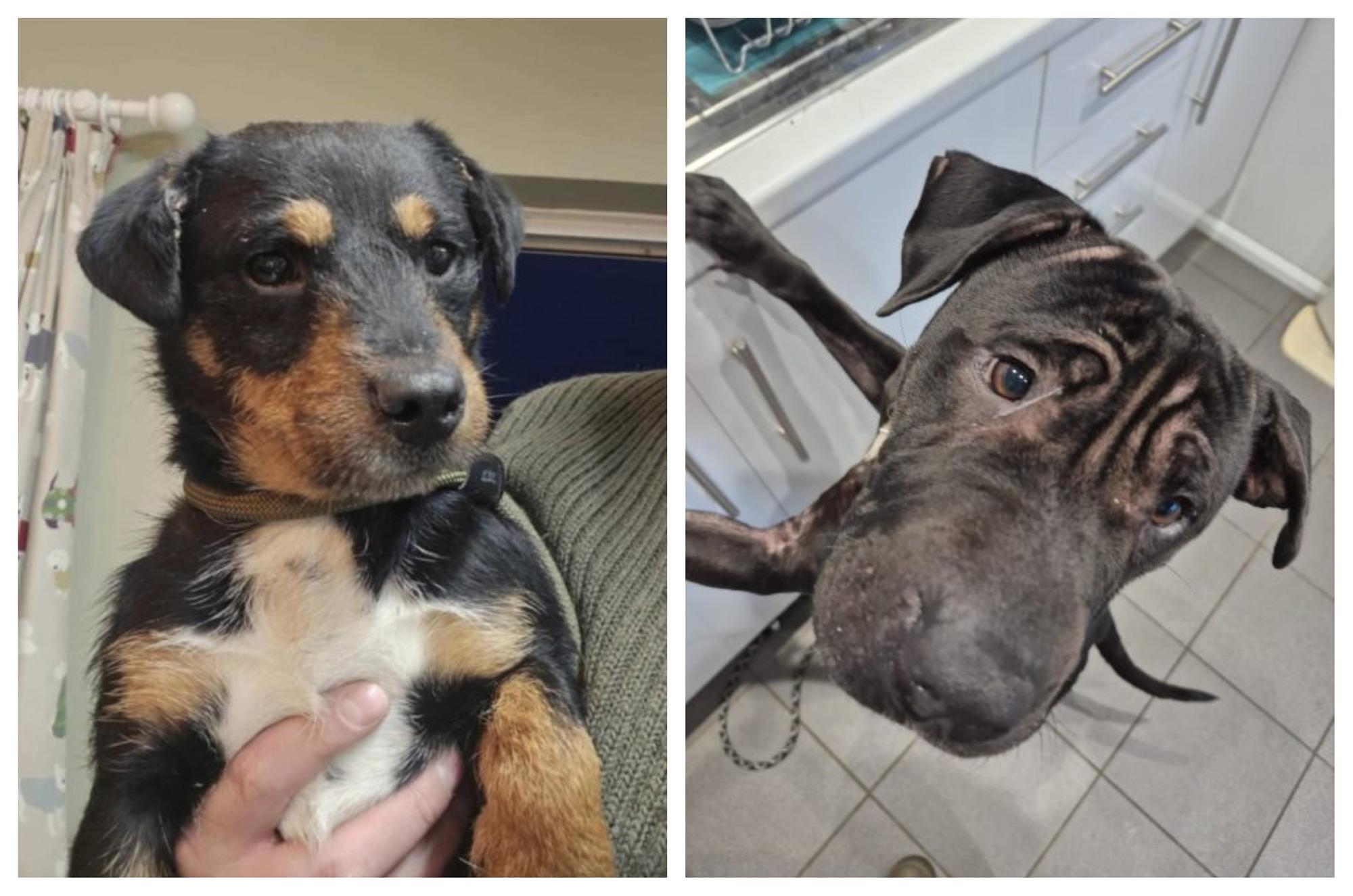 Take a look at the rescue dogs looking for forever homes this week