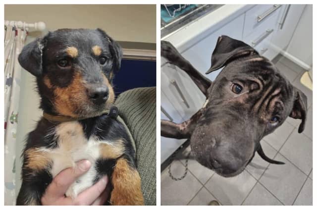 Take a look at the rescue dogs looking for forever homes this week
