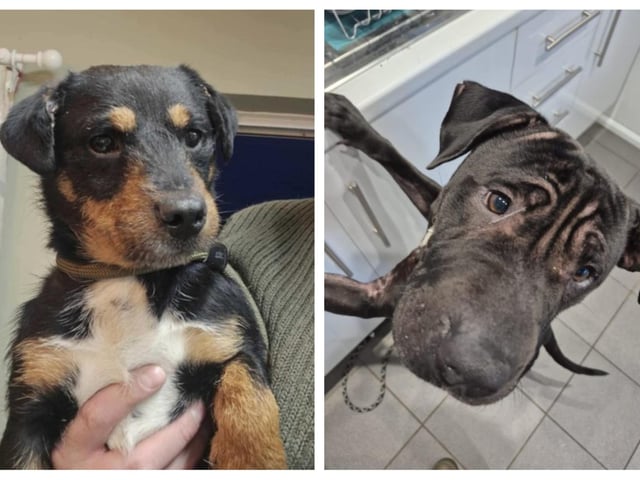Take a look at the rescue dogs looking for forever homes this week