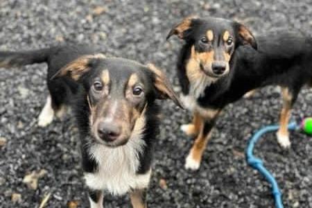 Tate and Tyler are beautiful eight-month-old Collie crosses, who need separate homes, possibly where this is a confident established dog already settled. They love people but they are shy and under-socialised so a home willing to put some work in is essential