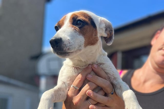 Dizzy is a beautiful happy young Jack Russell Terrier. She is great with other dogs and older sensible children, but not cats and small furries. Dizzy joined from a council pound.