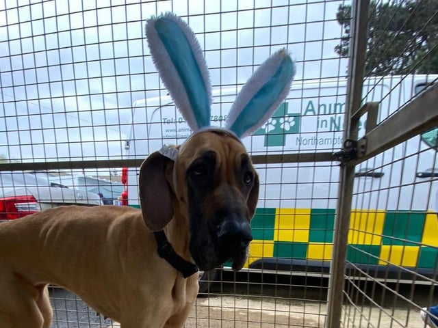 There were plenty of bunny ears for everyone at the spring fundraiser