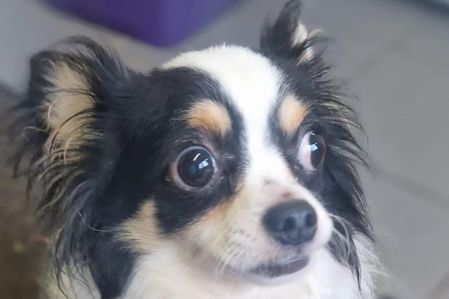 Mr Kipling, a papillon mix, is looking for a new home