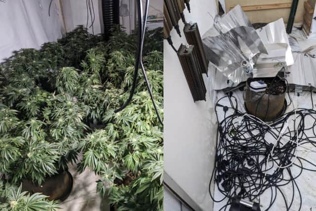 Police raided this cannabis factory. Credit: Kettering Police Team