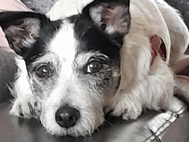 "The best hugger in the world. Mitzy always knows when you need a hug"
