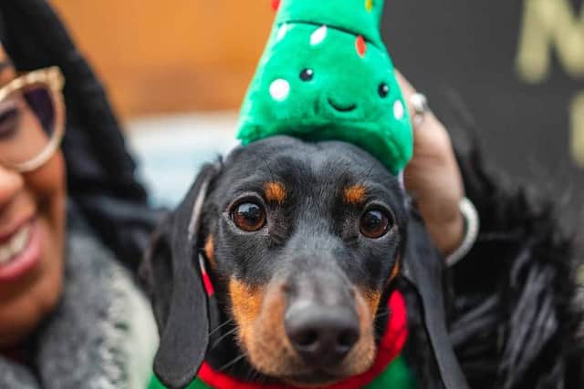 A sausage in a Christmas tree hat, it doesn't get better than this right?