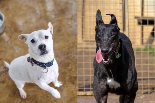 Here are five dogs looking for their forever home in Northamptonshire this week...