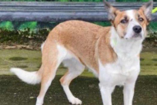 Toffee is a two year old female Collie-cross. She is a little timid, but is super-friendly with dogs and people. She loves playing with water. She walks really nicely on he lead. It may build her confidence to take her to agility or scent work classes. There are no issues surrounding food. She has not yet been cat-tested.