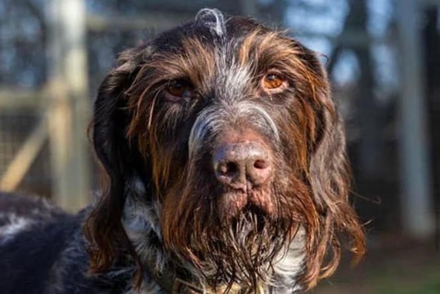 Brutus is a very handsome, eight-year-old wire haired pointer. He is house trained and knows many commands. He is a pleasure to spend time with. Brutus is not good with other animals so an experienced, active home is essential.