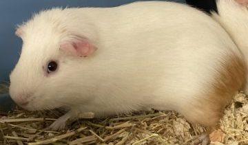 Lewis is a seven month old cheeky chappie. He is looking for a home with a gentle girl or two to keep him company. Spacious indoor accommodation and a run out on the grass in the warmer weather are essential.