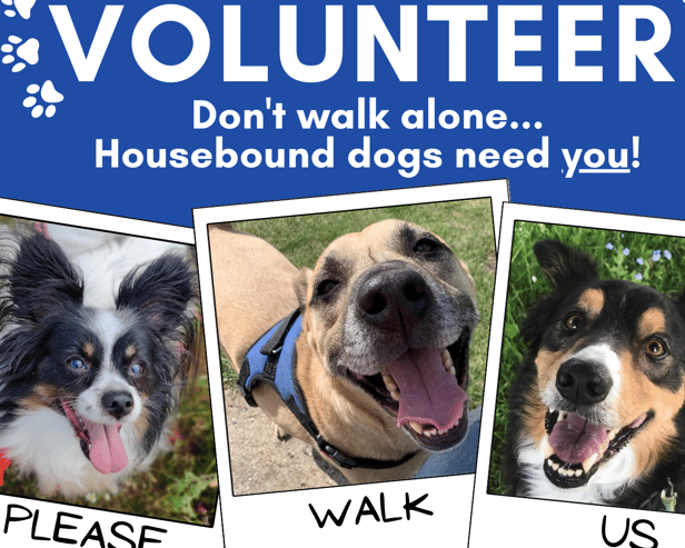 Volunteer dog walkers are needed in the Rushden area