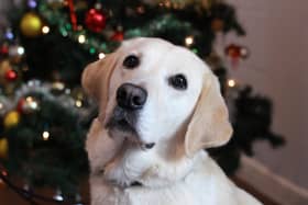 The Guide Dogs are looking for volunteers to become breeding dog holders