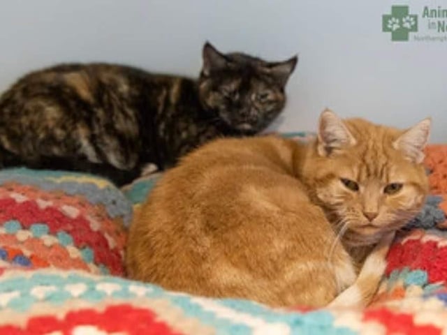 Bay and Chestnut are beautiful but shy cats so a quiet patient home is essential. They lived on a small holding but now need a 'comfy for everyone' home together with Autumn (another cat on this list).
They are neutered, vaccinated, chipped, parasite treated and homed with four weeks free insurance and rescue back up for life.